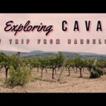 🍷 Discover Cava Tasting in Spain 🍾🍇